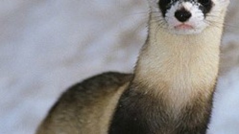 black-footed ferret