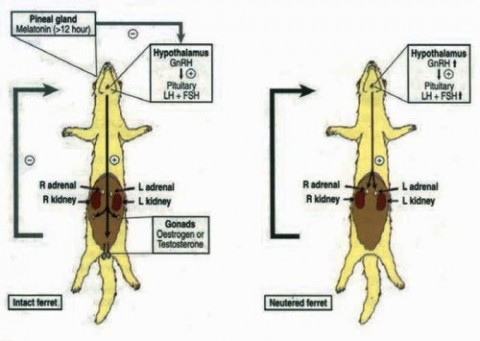 Metode contraceptive