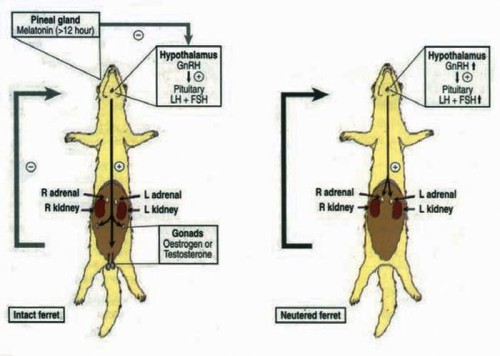 Metode contraceptive