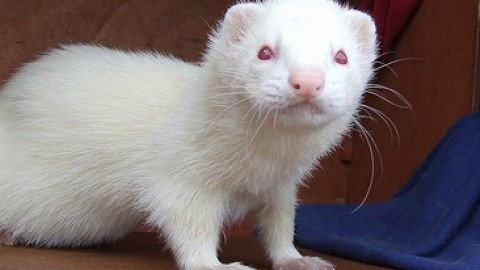 dihorul alb (albino)